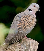 European Turtle Dove