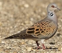 European Turtle Dove