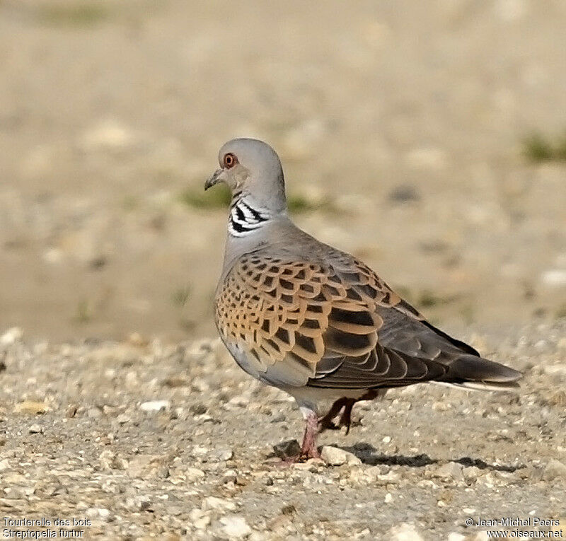 European Turtle Doveadult