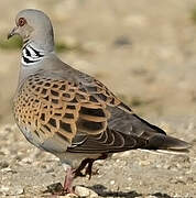 European Turtle Dove