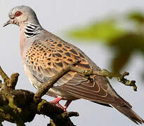 European Turtle Dove