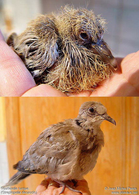 Eurasian Collared Dove