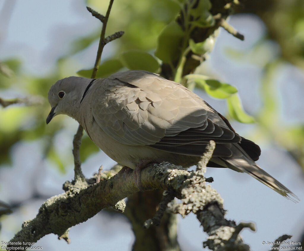 Eurasian Collared Doveadult