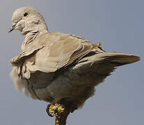 Eurasian Collared Dove