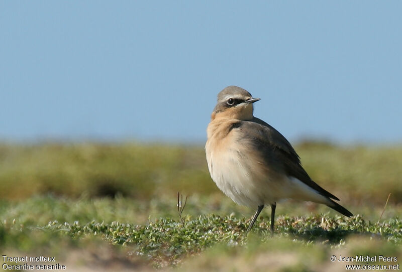 Northern Wheatear male