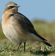 Northern Wheatear