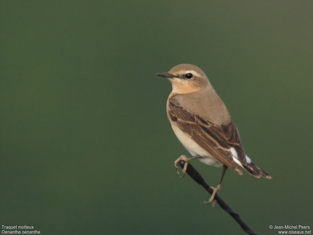 Northern Wheatear female adult