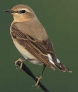 Northern Wheatear