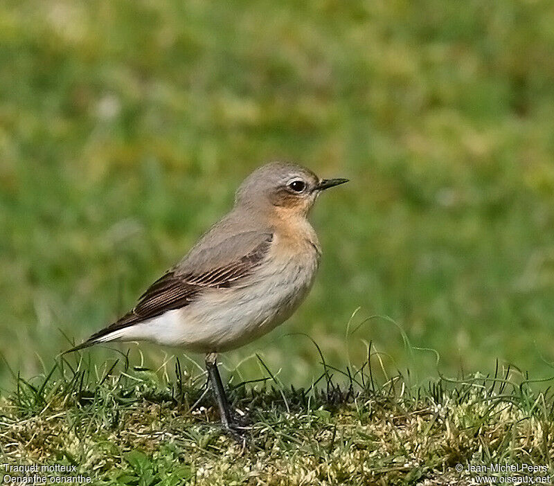 Northern Wheatear female