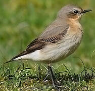 Northern Wheatear