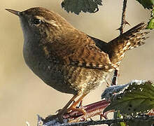 Eurasian Wren