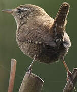 Eurasian Wren