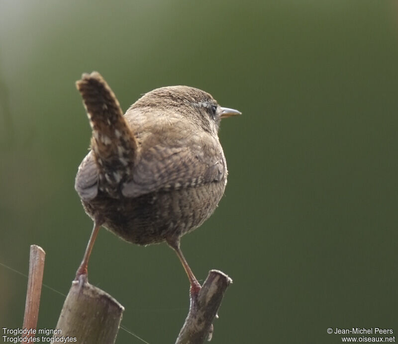 Eurasian Wrenadult