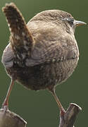 Eurasian Wren