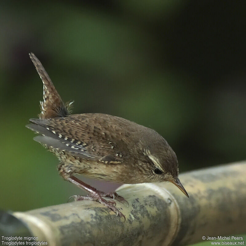 Eurasian Wrenadult