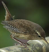 Eurasian Wren