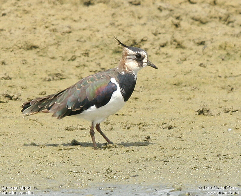 Northern Lapwing