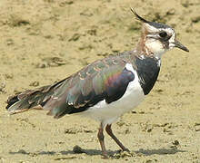 Northern Lapwing