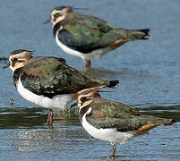 Northern Lapwing