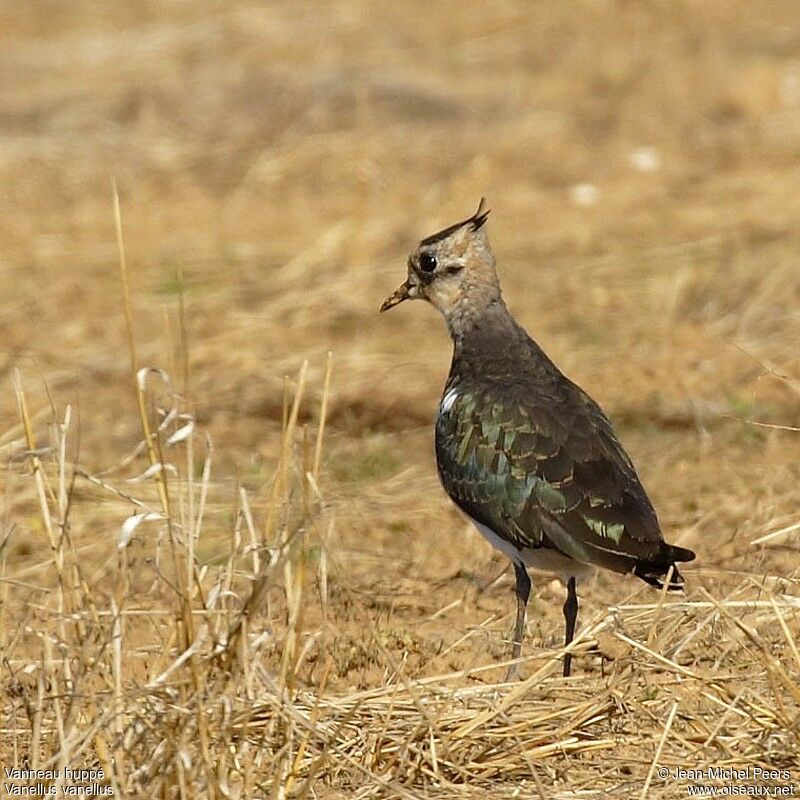 Northern Lapwingadult