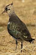 Northern Lapwing