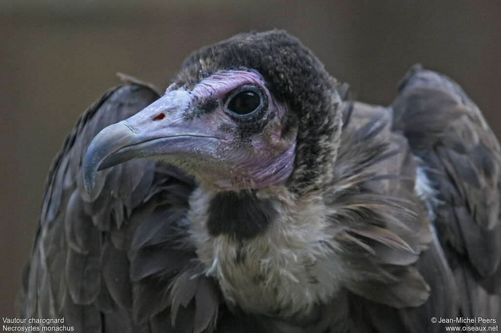 Hooded Vulture