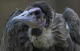 Hooded Vulture