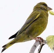 European Greenfinch