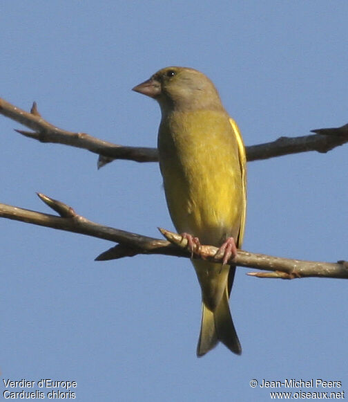 European Greenfinch male