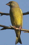 European Greenfinch