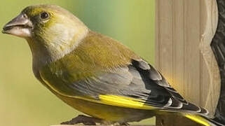 European Greenfinch