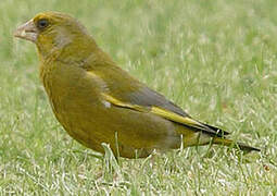 European Greenfinch