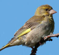 European Greenfinch