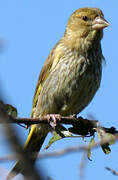 European Greenfinch