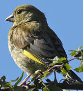 European Greenfinch