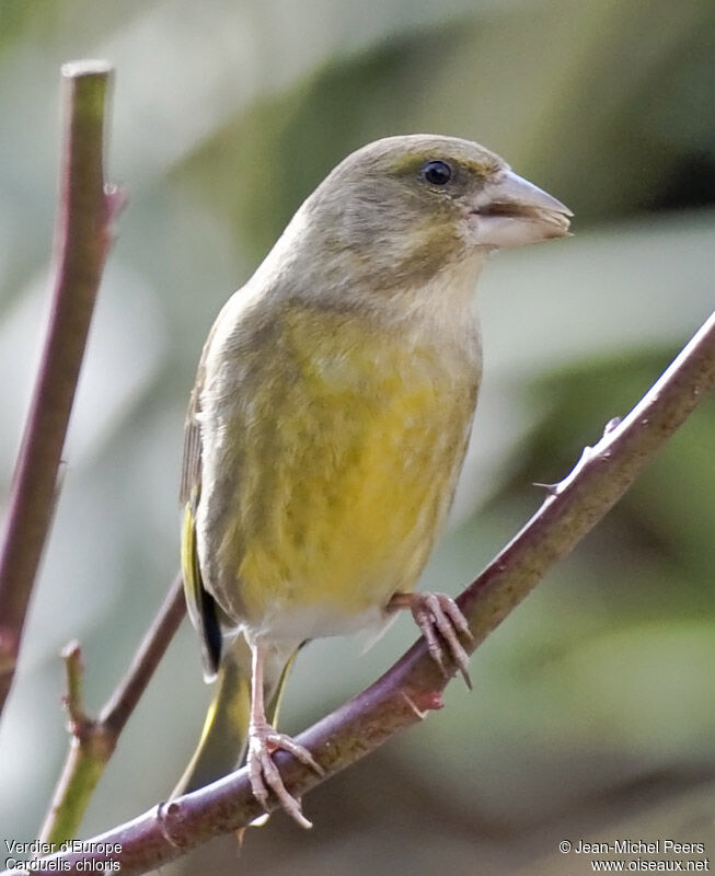 European Greenfinch female immature