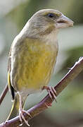 European Greenfinch