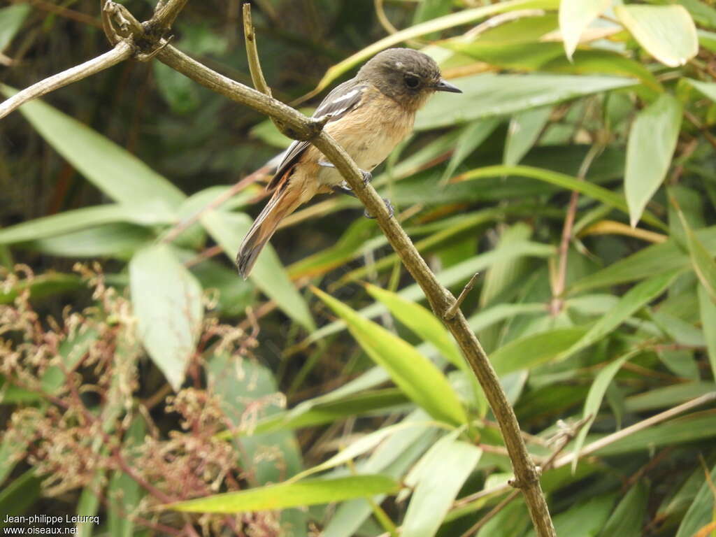 White-winged Black Tyrant female adult, identification