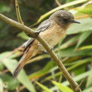 White-winged Black Tyrant