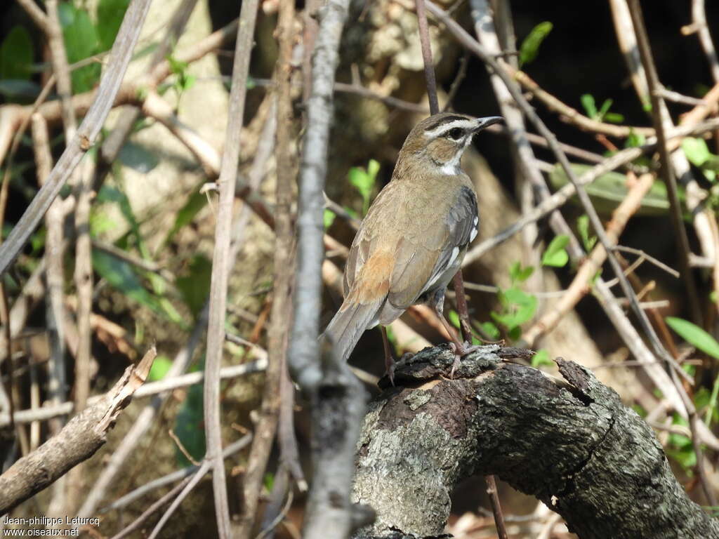 Brown Scrub Robinadult, identification