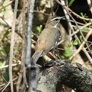 Brown Scrub Robin