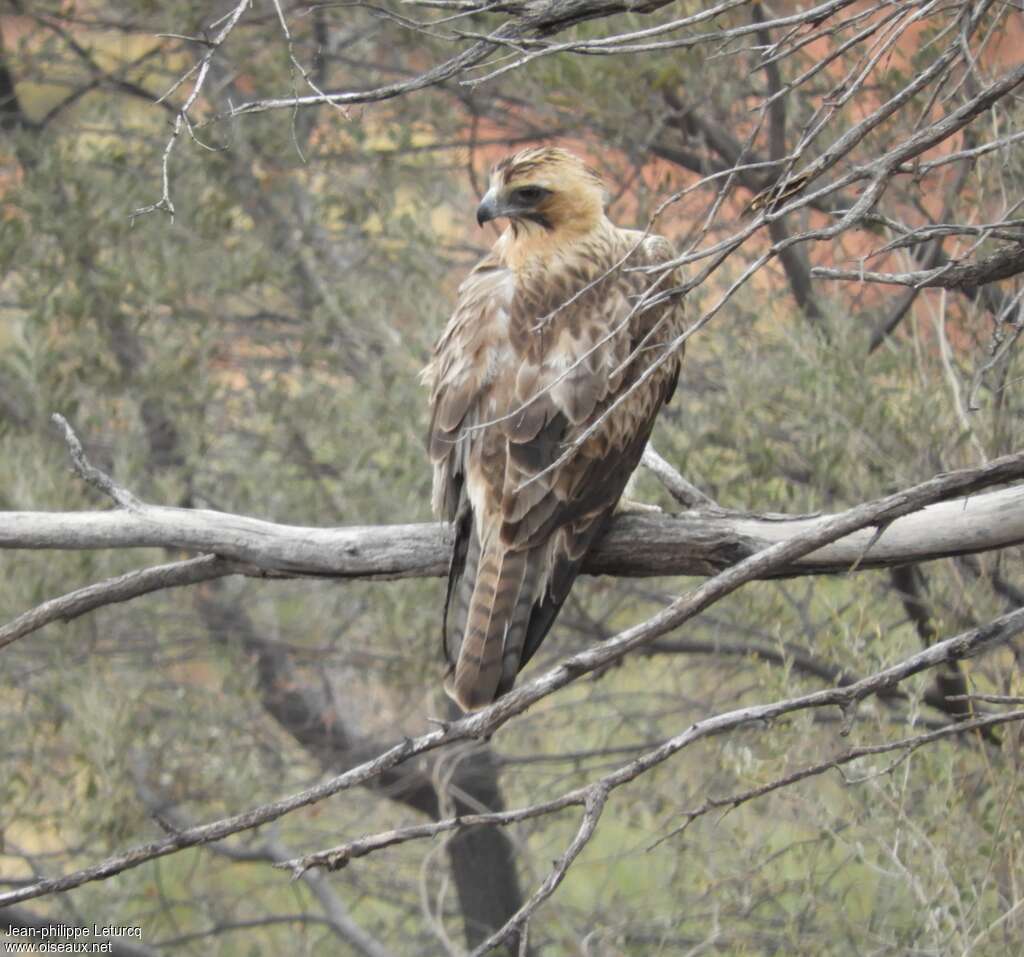 Little Eagleimmature, identification