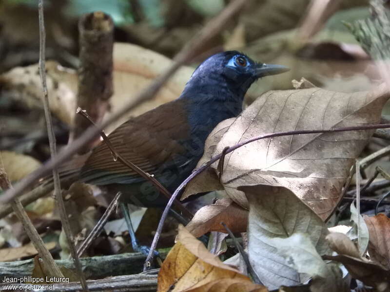 Blue-lored Antbird