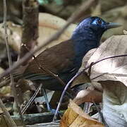 Blue-lored Antbird