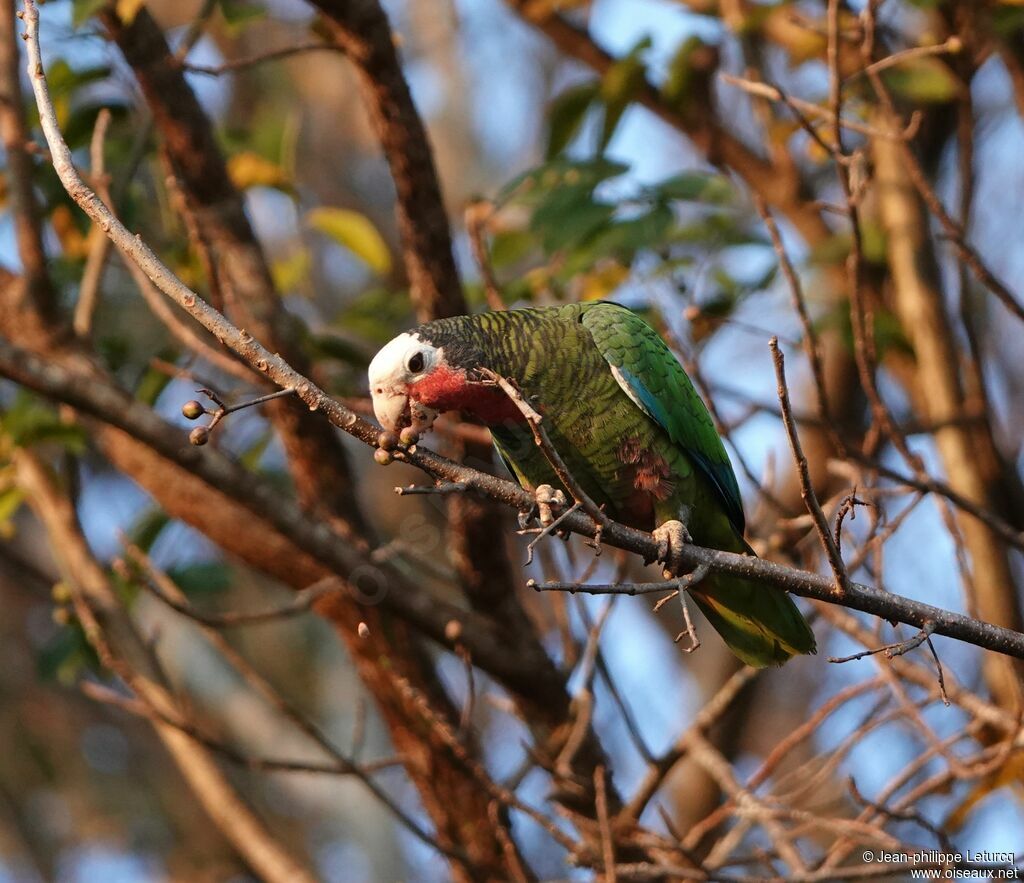 Cuban Amazon