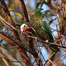 Amazone de Cuba
