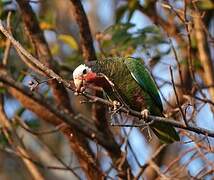 Cuban Amazon