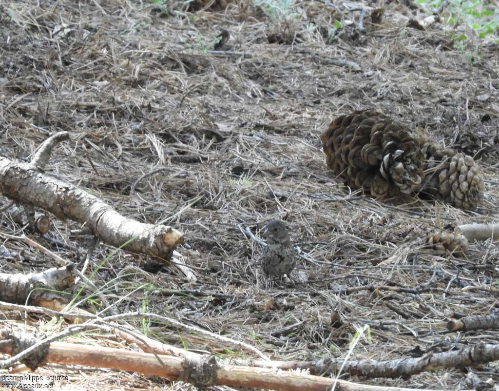 Bruant à bec épais