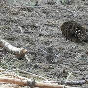 Thick-billed Fox Sparrow