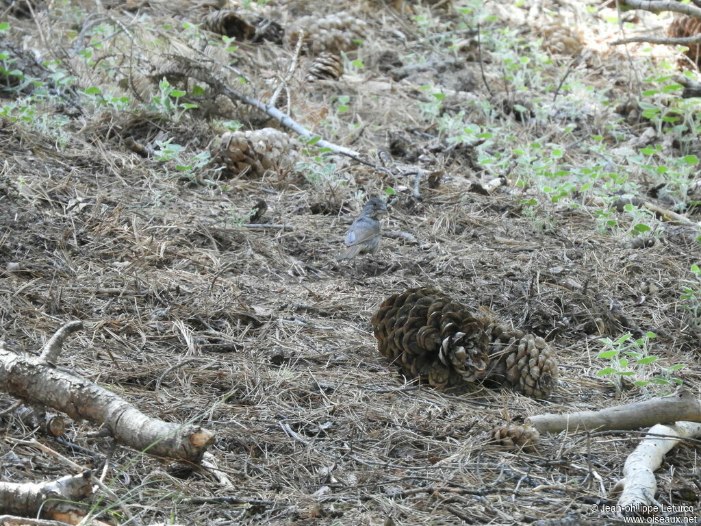 Bruant à bec épais